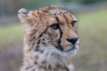 Close-up cheetah (Acinonyx jubatus) portrait with blurred green background. Beautiful big cat with spotted pelage and black tear-like streaks on the face.