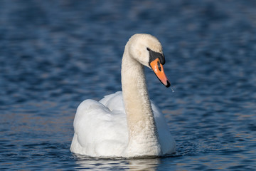 Obraz premium Mute swan (Cygnus olor) on blue water. Beautiful white bird with orange beak.