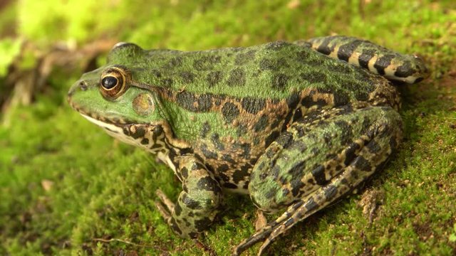Close-up of a green frog Pelophylax ridibundus with large eyes resting on the shore of a wild lake in autumn in the foothills of the North Caucasus