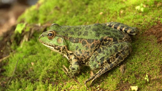 Green frog Pelophylax ridibundus sits on the shore of a wild lake in autumn in the foothills of the North Caucasus