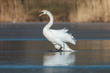 Mute swan (Cygnus olor) on frozen pond. Beautiful white bird on blue ice. Wildlife scene from Czech nature.