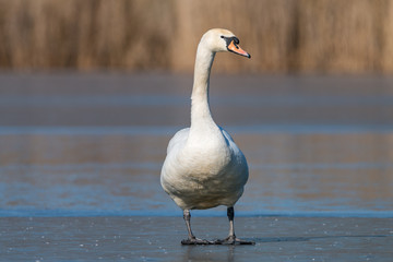 Portrait of Mute swan (Cygnus olor) on frozen pond. Beautiful white bird standing on blue ice. Wildlife scene from Czech nature.