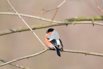 European or common bullfinch (Pyrrhula pyrrhula), male, perching on the branch with blurred background. Red passerine songbird with grey back, black cap, beak and face.