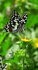Obraz na płótnie Canvas butterfly on flower collect honey