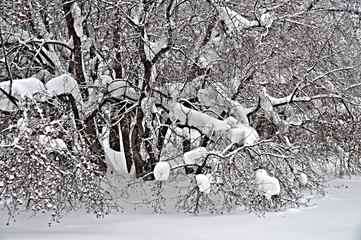 зима зимний лес в снегу  сосны парк тишина снег на ветках 