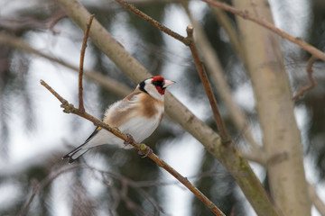 European goldfinch (Carduelis carduelis) perching on a twig with blurred branches in backgroung. Passerine bird with a red face and white underparts with buff breast patches. Winter, Czech Republic.