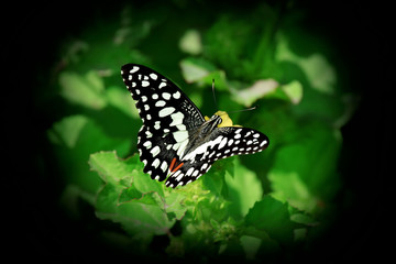 butterfly flying in green garden