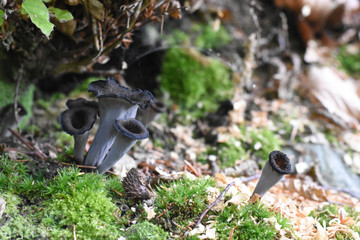 Horn of plenty mushrooms Craterellus cornucopioides in nature. The Black Trumpet fungi