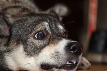 muzzle of a gray dog close-up with frightened eyes