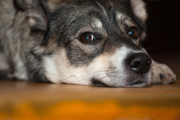 Pretty sad gray dog with sad eyes