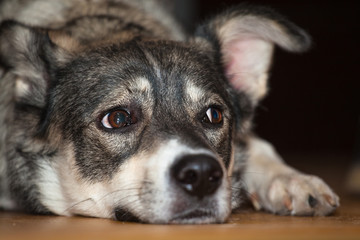 Pretty sad gray dog with sad eyes