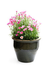 Pink Daisies Marguerite perennials in flower pot isolated on white