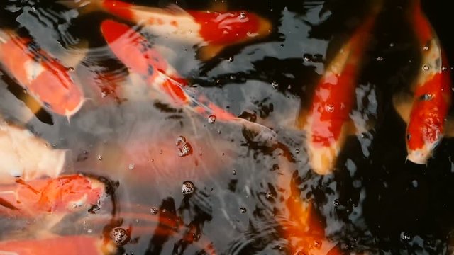 Natural background, aquarium close up. Vibrant Colorful Japanese Koi Carp fish swimming in traditional garden pond. Chinese Fancy Carps under water surface. Oriental symbols of fortune and good luck.