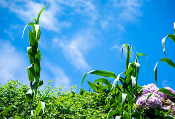 Corn plant on sky background