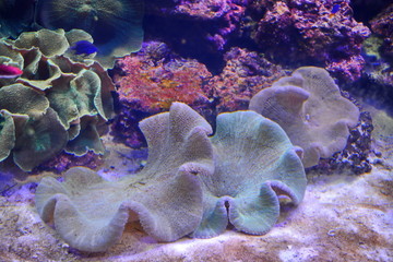 colored corals on white sea sand and tropical fish under water