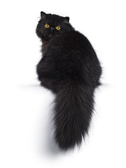 Excellent deep black Persian cat kitten sitting backwards looking over shoulder in camera with big...