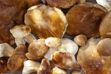 Mushrooms collected in the forest on a wooden table. Boletus edulis, penny bun, cep or porcini.