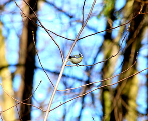 Blaumeisen im Wald