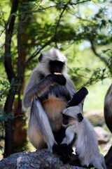 indian monkeys, mum and child