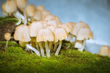 small wild mushrooms at the base of a tree