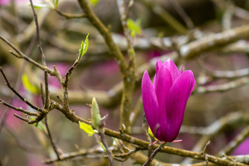 Single pink flower on gray branch background