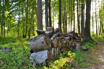 stump in the forest