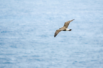 Fototapeta na wymiar Seagull over sea background