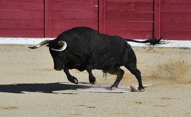 toro en españa
