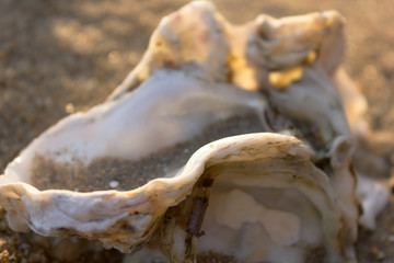 Detail of a Oyster at the beach, brittany france