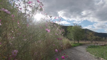 Hibiscus flower waving in breezy in a cloudy day, in countryside of Beijing, China.