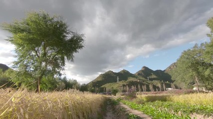 Golden harvest of rice paddy, in countryside of Beijing, China.