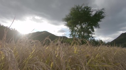 Golden harvest of rice paddy, in countryside of Beijing, China.
