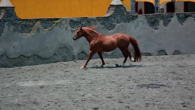 Caballo corriendo