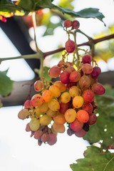 Red vine grapes with green leaves in bunch outdoor.