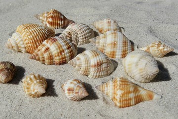Seashells on sand background in Atlantic coast of North Florida