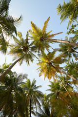 Fototapeta na wymiar Coconut palm trees perspective view on exotical tropical island
