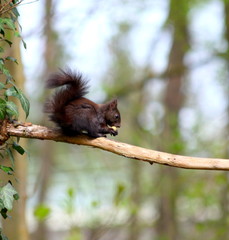 Eichhörnchen im Wald