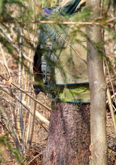 Eichhörnchen im Wald
