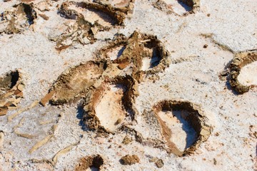 Hardened footprints in salt lake Alyki, island Limnos.