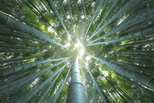 Arashiyama look up