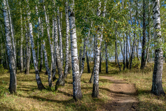 Fototapeta Birchwood shined with the sun.
