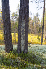 Fototapeta premium he extraction of resin in a pine forest