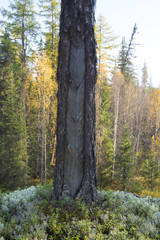 he extraction of resin in a pine forest