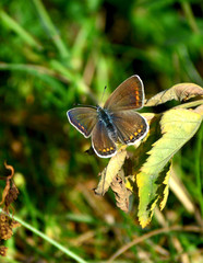 Polyommatus Thersites