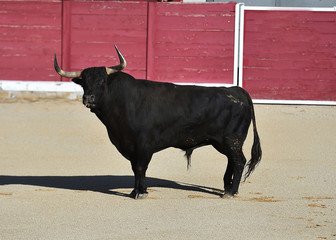 animal tipico español