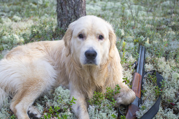 gun and dog in the pine forest