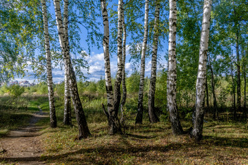 Obraz premium Birchwood shined with the sun.