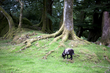 Oveja pastando junto al bosque