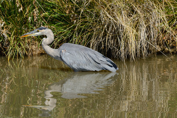 Great Blue Heron wading by edge of stream and stalking fish