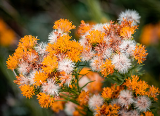 Autumn colored flowers in the forest